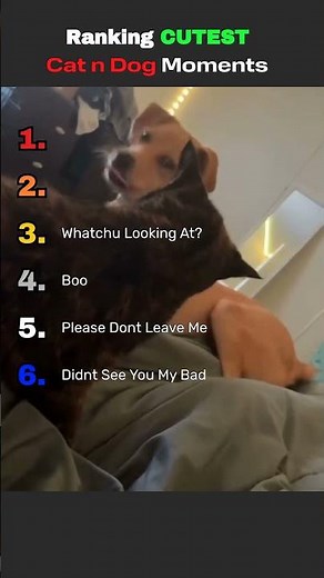 Ranking the CUTEST Cats 🐱 vs Dogs 🐶 Moments (Who Wins?!) 😍