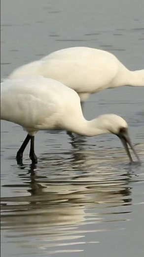 The Spoonbill Society: A Deep Dive into Nature's Rarest Bird