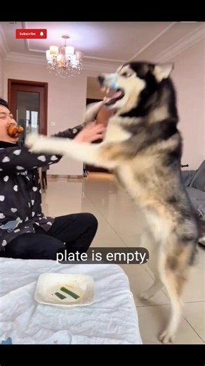 A cute dog prank with food #animals #english #funny #food #usa #viral #shorts #comedy #eating