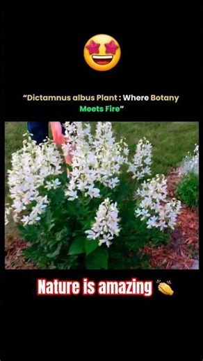 🔥 Dictamnus albus – The Fire Plant You Didn’t Know!