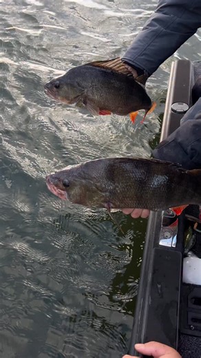 1.2K views · 151 reactions | Big perch is swimming home This moment  I like it  #perch #bigfish #baars #vissen #catch #bigperch #swimming #gohome #catchandrelease #goodvibes #travel #agler #fishbteam #finvalberlin #arturkocikowski_fishing | arturkocikowski_fishing | Facebook