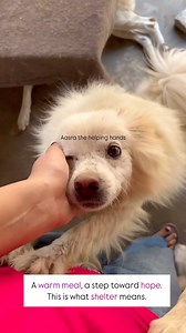 2.2K views · 58 reactions | A warm meal, a step toward hope. This is what shelter means. Donate for Happy meal ❤️ DM us for more details  | Aasra - ''The helping hands'' | Facebook