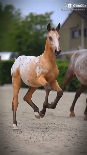 poulain fallabela 😚💞😲 #horse #equestrianjourney #equestrian #horsetrack #edit #love #cheval