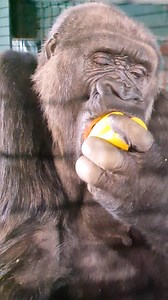 1.2M views · 10K reactions | Her favourite vegetable, peppers! #gorilla #eating #asmr #satisfying | gorillareel | Facebook