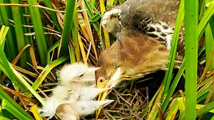 Parents Bird Feeding Surprise!😟 | Border Birds