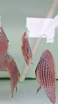 #discus #ikandiscus #discusfish #discusfarm #discuslovers #ikandiscusjumbo #shortvideo #subscribe