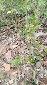 1K views | Village Life,... Big Chameleon | Tyno Shine | Facebook