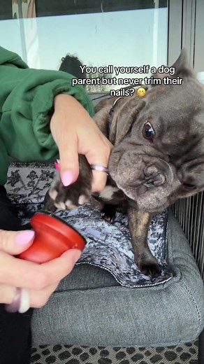 Gentle Electric Nail File for Dogs