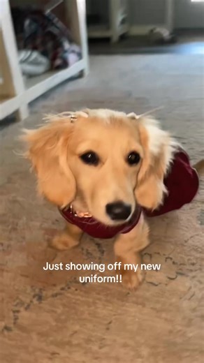 Ready to cheer on the bulldogs!! #mississippistate #msu #cheerleader #minilonghairedachshund #weeniedog
