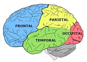 The cerebral lobes and their parts.