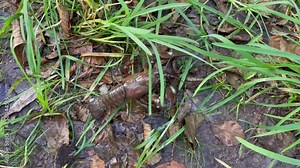 Signal crayfish, Pacifastacus leniusculus, crawling in grass and leaves at river bank. North American crayfish, invasive species in Europe, Japan, California. Freshwater crayfish in wildlife nature.