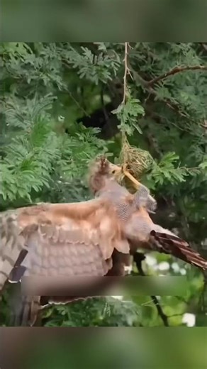 अफ़्रीकी चील का खतरनाक शिकार 😱| Weaver Bird vs Eagle Fight #birds #wildlife #didyouknow #didyouknow