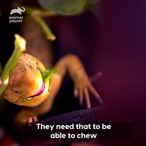 If only we had tails to hang onto stuff... #Scaled | Animal Planet