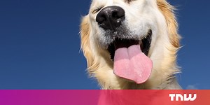 Ever wondered what a dog on helium sounds like? - Shareables