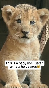 130K views · 7.8K reactions | A baby lion, called a cub, doesn’t...