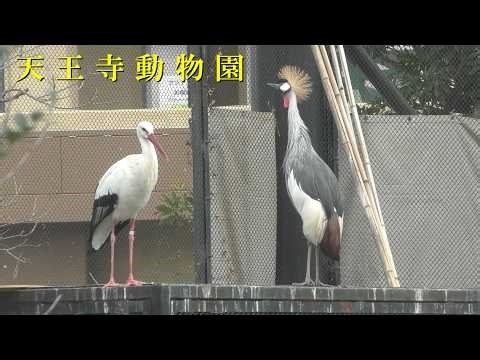 【天王寺動物園】 鳥の楽園（260220）