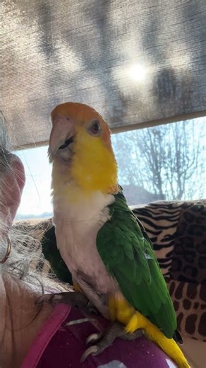 Too Sweet! Mango Caique Parrot Chills on Mom's Shoulder 🦜