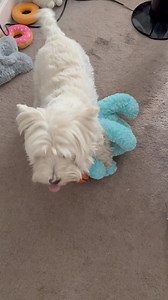 I found Piper using Ollie to hit her ball around the room—she stopped when I started filming. | The Piper Chronicles