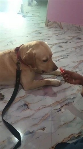 Kyo sahi kaha na…😛 #labrador #2026 #comedy #funnydog #status #doggie #viral #petlover #dogshorts