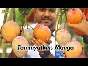 Tommy Atkins Mango || Latest Mango 🥭 Plant Specs.