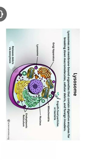 Lysosomes definition and structure..//# biology shorts