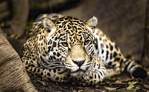 Conoce los 5 animales de México que eran sagrados en las culturas prehispánicas