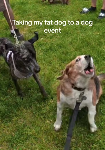 Bro was not there to make friends 😭 #dog #funny #viral | Beagle