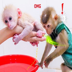 9.8K views · 275 reactions | Omg monkey PUPU discovered Poki pooping so he promptly informed his mommy | Family Monkey Vola | Facebook