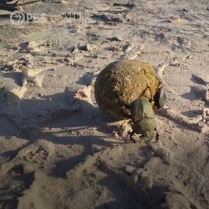 13K views · 449 reactions | Do dung beetles exclusively eat poop? | Nature | PBS | Facebook