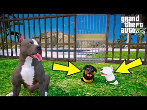 Pitbull puppy takes revenge on Rottweiler and White Pitbull! - GTA 5