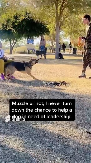 274K views · 4.3K reactions | Aggressive German Shepherd | The Dog Daddy | Facebook