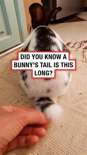 Did you know bunny tails are this long? 🐇😱 | LADbible New Zealand