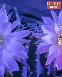 4.8K views · 315 reactions | If you like #Cyberpunk, you'll want to watch this video. This ultraviolet photography, recording images of cactus by using radiation from the ultraviolet spectrum only, adds an artistic and dreamy twist to the blooming process. #TrendingInChina | Xi's Moments | Facebook