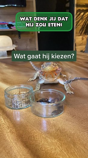 Kiezen van voedsel: Baardagame en Netpython Gevaarlijk