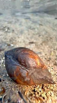 Finding Tiny Shell Fossils On The Beach! 😵‍💫🦖😱🔨