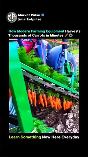 How Modern Farming Equipment Harvests Thousands of Carrots in Minutes 🥕⚙️