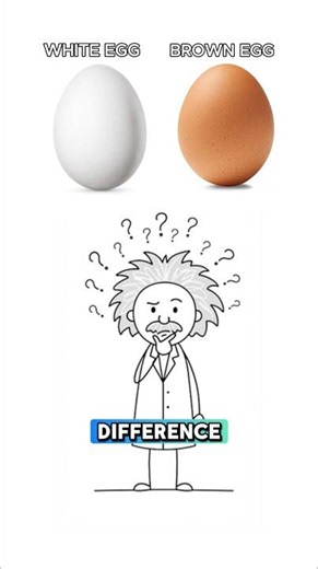 Brown Eggs vs White Eggs: What’s The REAL Difference? 🥚