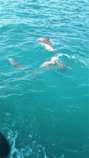 Wild Dolphins in the Open Ocean 🌊 | Real Sea Adventure | Marine Life | Earth Ocean View #sea #nature