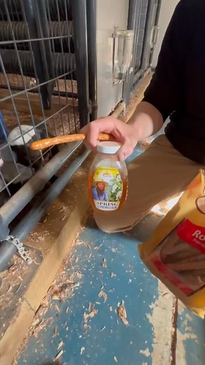 Note the growling in the first clip 😂😂🦡🍯 #honey #honeybadger #animallover | Buckeye Honey Badgers