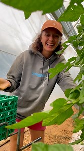 We’re sharing some major appreciation for our incredible farm team, who are out in all weathers, in fields and polytunnels, harvesting all our lovely organic fruit and veg 🍅 🥬 🥒 🫜 Today is #farm24 - where farmers across the UK share a glimpse of what’s happening on their farm. It’s 24 hours to celebrate the hard work, dedication and love that farmers across the country pour into growing and harvesting our food. Our polytunnel team starts at 5am through the summer, to get ahead of the heat, w