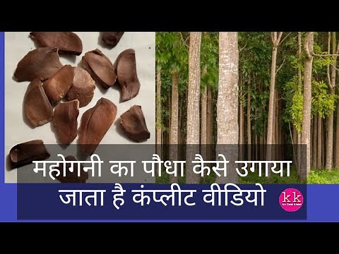 how to grow mahogany seeds/mahogany seed germination prosess