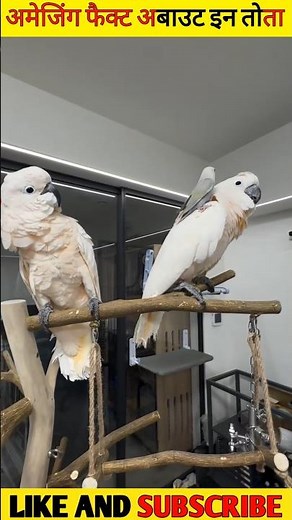 The World's Smartest Parrot Knew 1728 Words !