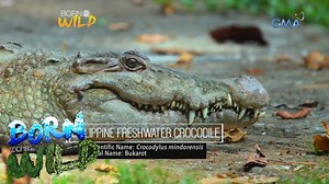 539K views · 5K reactions | Is Andeng, the crocodile that...
