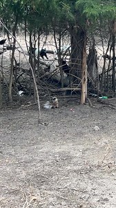 Harry Our Long Crower #eddyfamilyfarm #chicken #farmlife | Eddy Family Farm