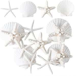 Seashells and Starfish, Sea Shells for Crafts 12PCS, Large Seashells 3""-4"" Sea shells for Crafting Kids Beach Theme Party Painting Wall,Shell Decor,Scallop Shells, White