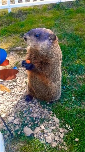 Mr. Sparkle That Dad Joke Has Some Pepper On It Achooo!! 🥕🐾 #groundhog #funny #lol #cute #adorable