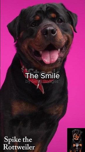 The Smile | 6 Goofball Traits of the German Rottweiler