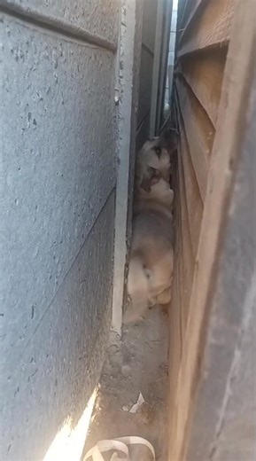 🐾 A Calmer Guy Fawkes Night for Cape Town’s Animals 💛 This year’s Guy Fawkes Night was thankfully a calmer one for animals across the Cape Metropole - a relief made possible through the dedicated teamwork of City Law Enforcement officials and the Cape of Good Hope SPCA. 🙏 Between Wednesday, 5 November and Thursday, 6 November, our Inspectorate received 51 calls, with only seven related to fireworks - a marked improvement compared to previous years. Our Inspectors responded to several incident