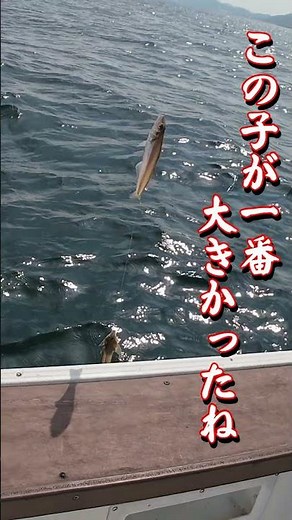 旬のボートキス釣りシーズン到来ですよ！伊勢湾奥は入れ食いですね#キス