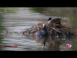 Coot Bird Nesting: Heartwarming Moments of Coots Warming New Hatchlings on Water